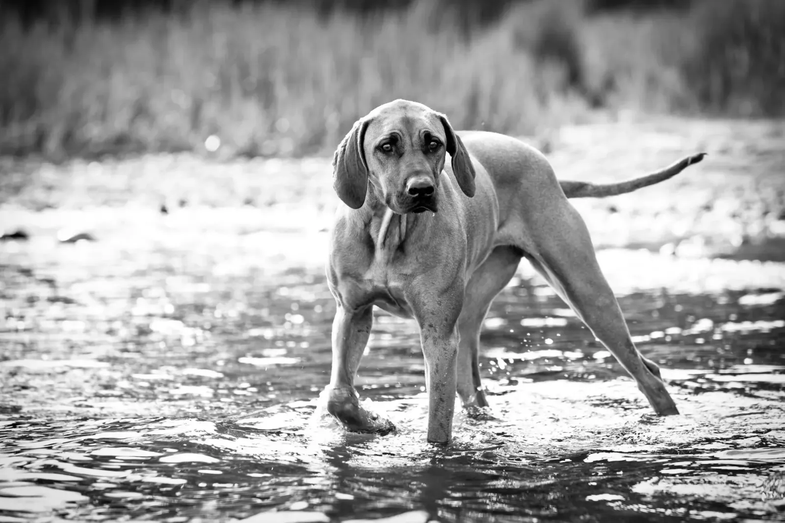 Black and white photo of a hound-type dog wading through shallow water