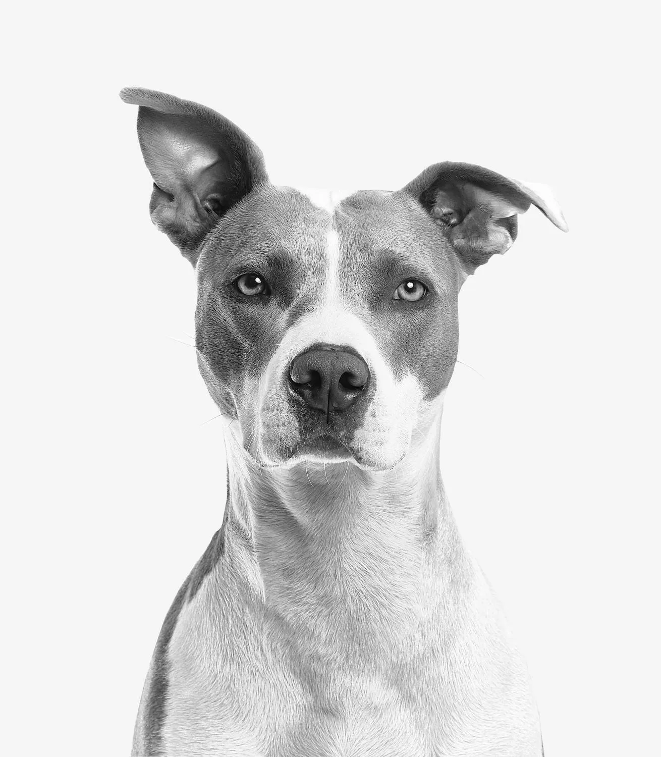 Black and white studio portrait of a terrier-type dog looking straight at camera