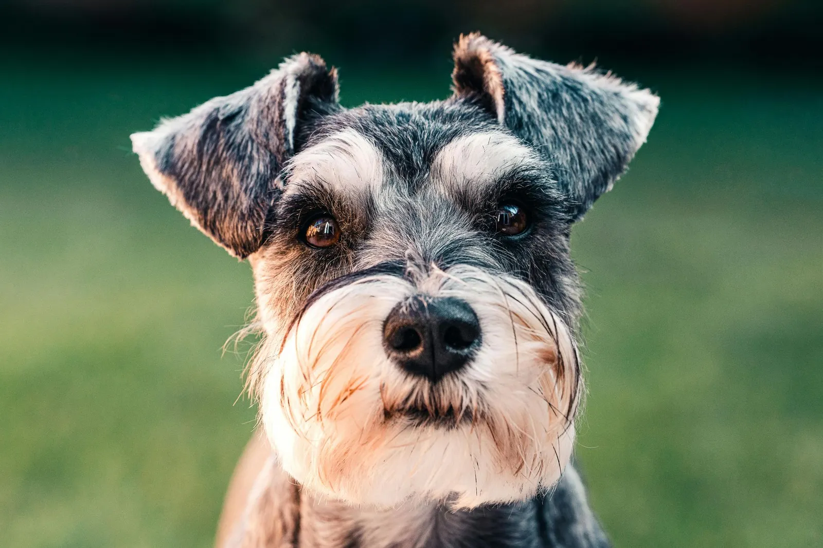 Close-up of a small wiry-haired terrier with bushy eyebrows and beard, outdoors on grass