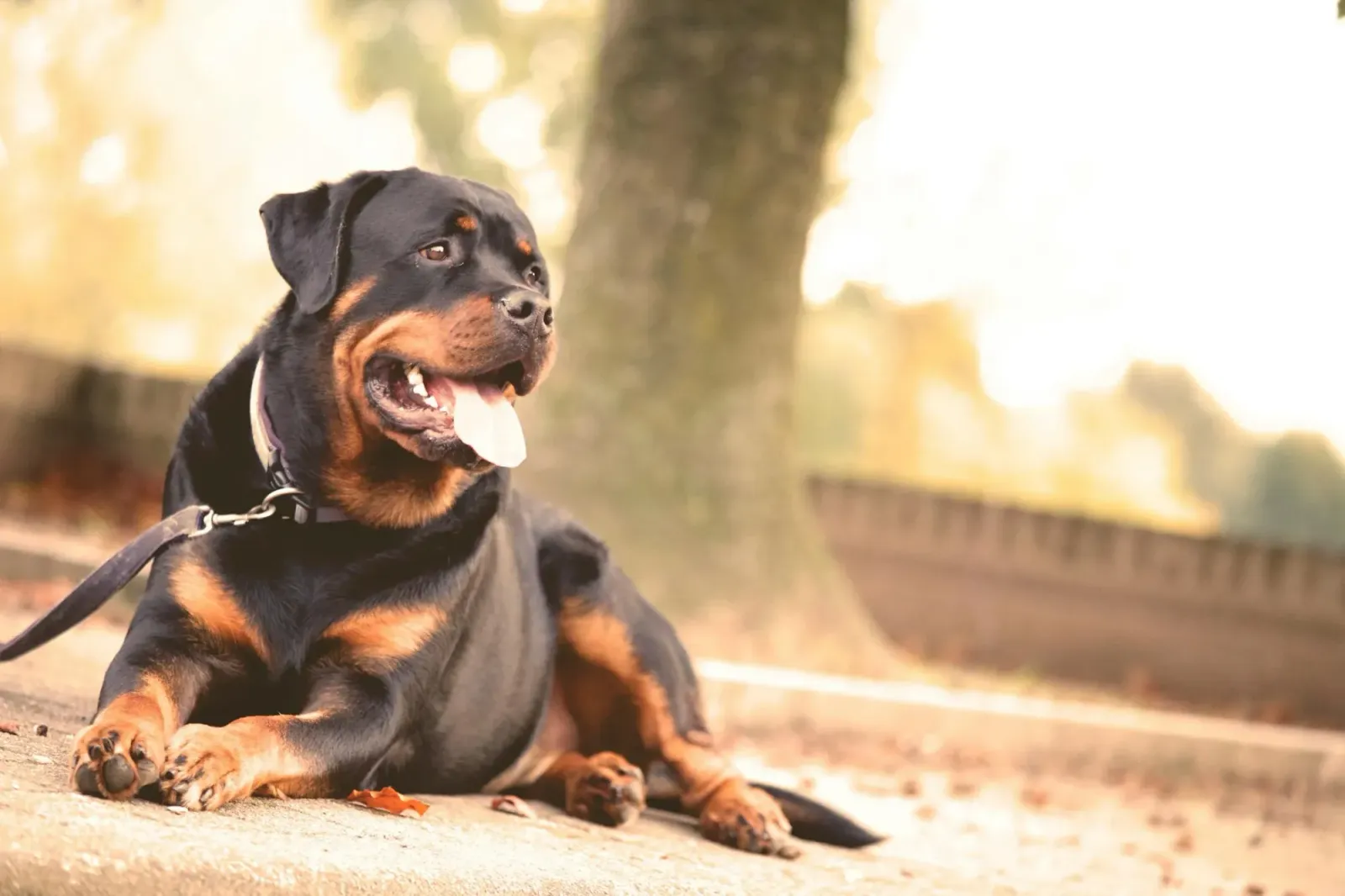 Black and tan Rottweiler lying down on a path with tongue out, on leash