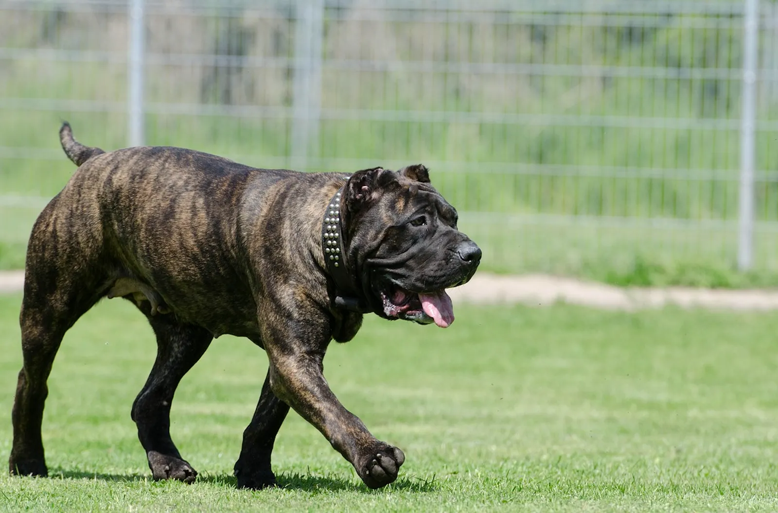 Brindle-coated wrinkled dog wearing a studded collar, walking on grass