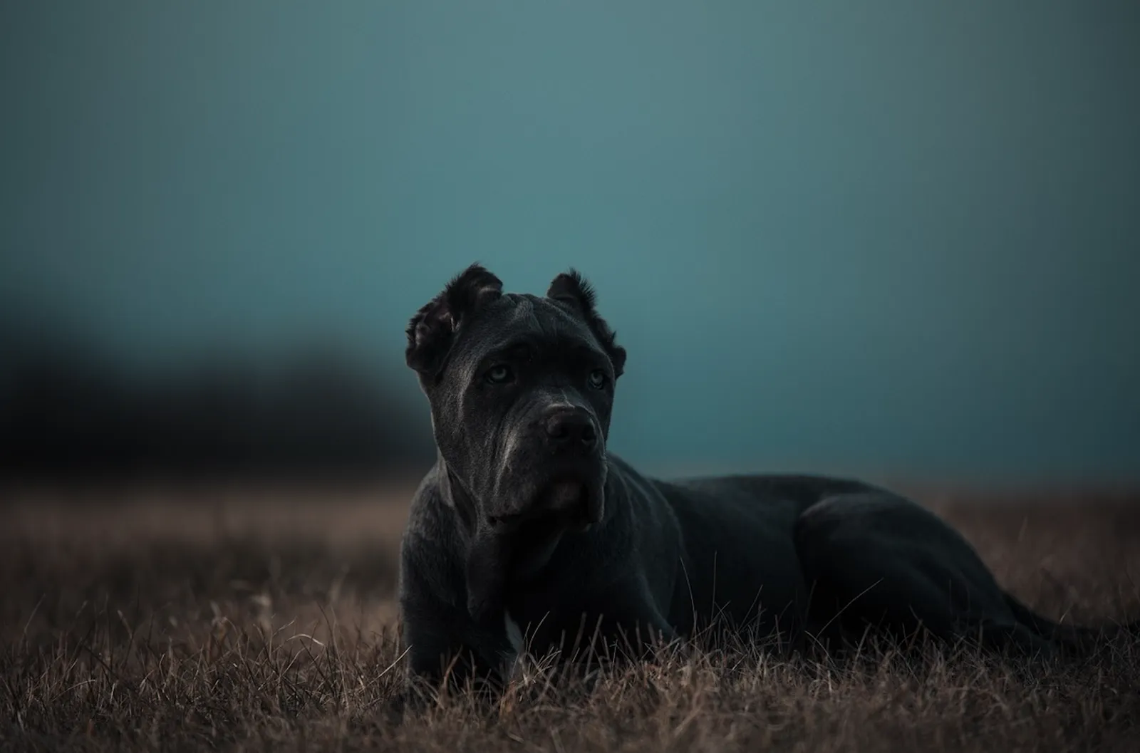 Dark grey wrinkled dog with cropped ears lying in a field at dusk