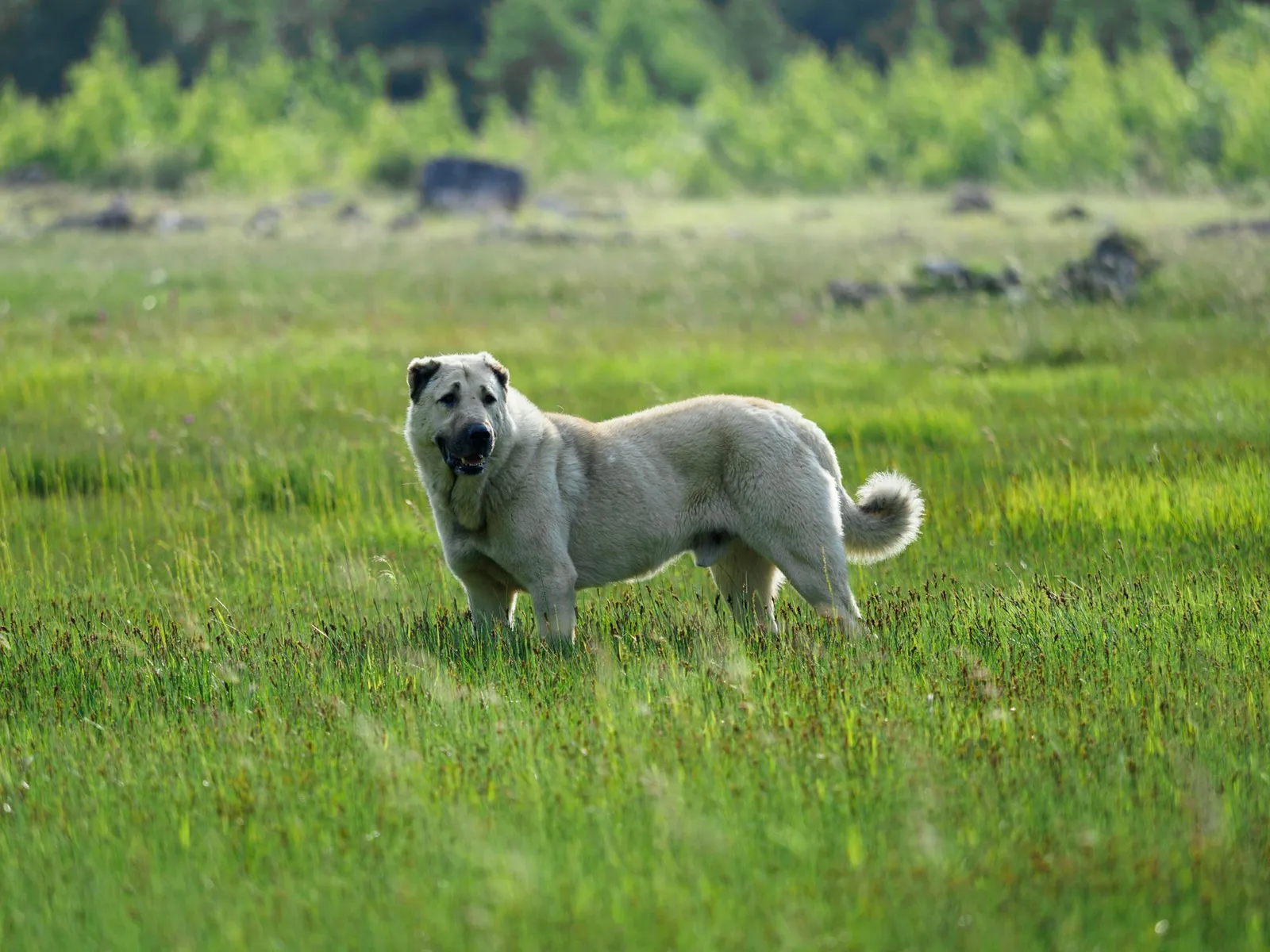 Large white shepherd-type dog standing in a grassy meadow, looking at camera