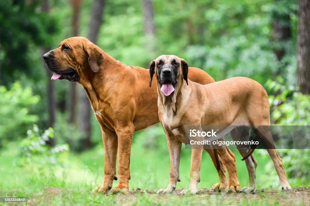 Two large tan mastiff-type dogs standing together in a wooded green area