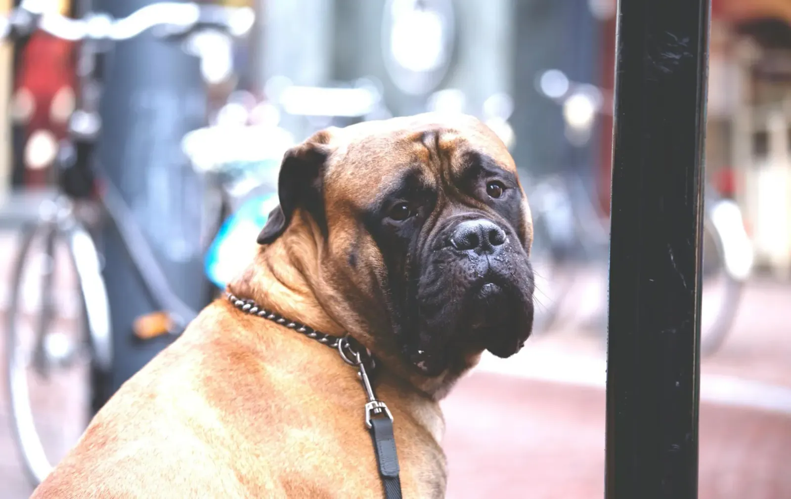 Large mastiff-type dog with a dark wrinkled face wearing a chain collar and leash on a city street