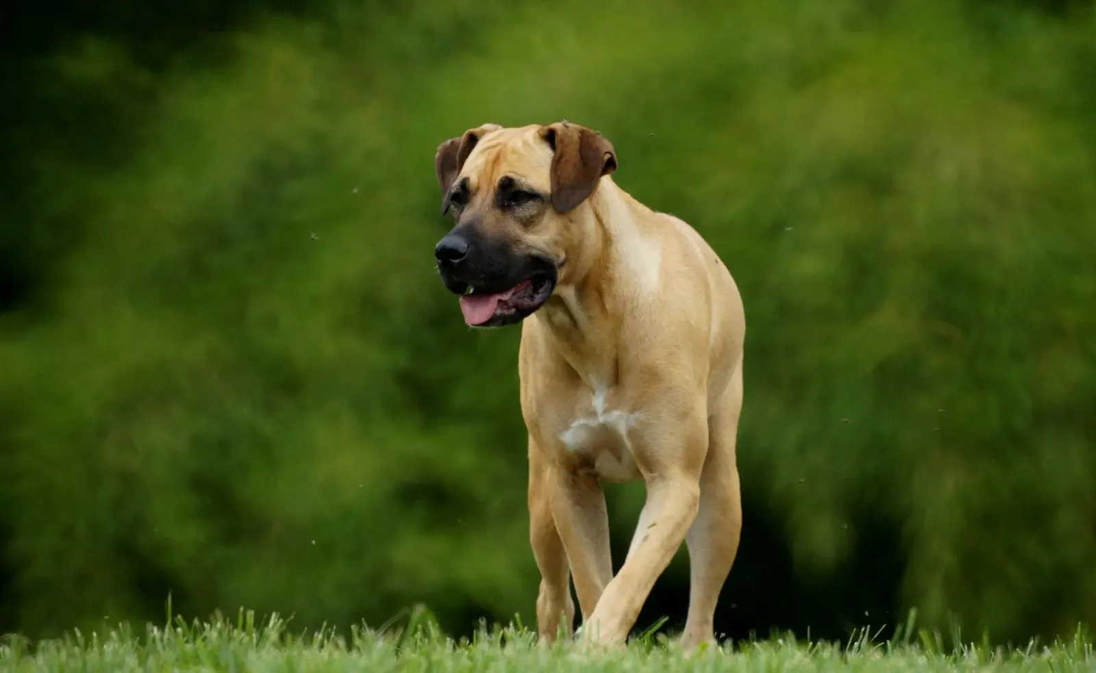 Large tan dog with dark muzzle walking on grass with tongue out