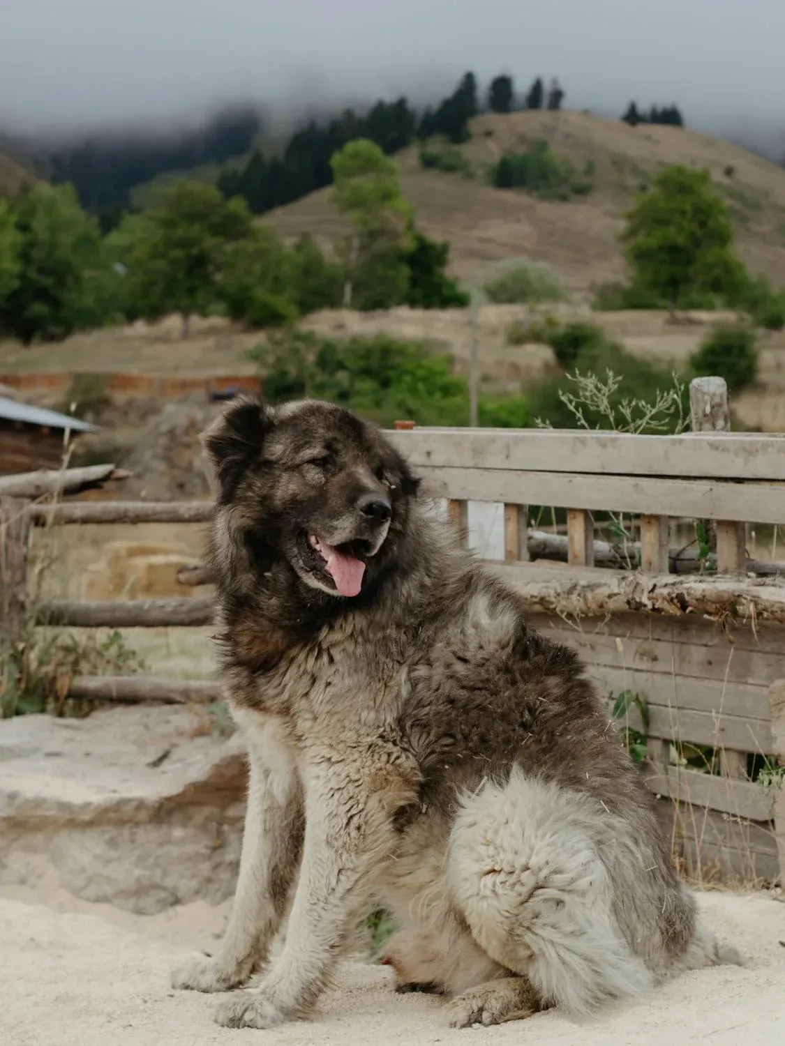 Large fluffy grey dog sitting near a wooden fence with hills in the background