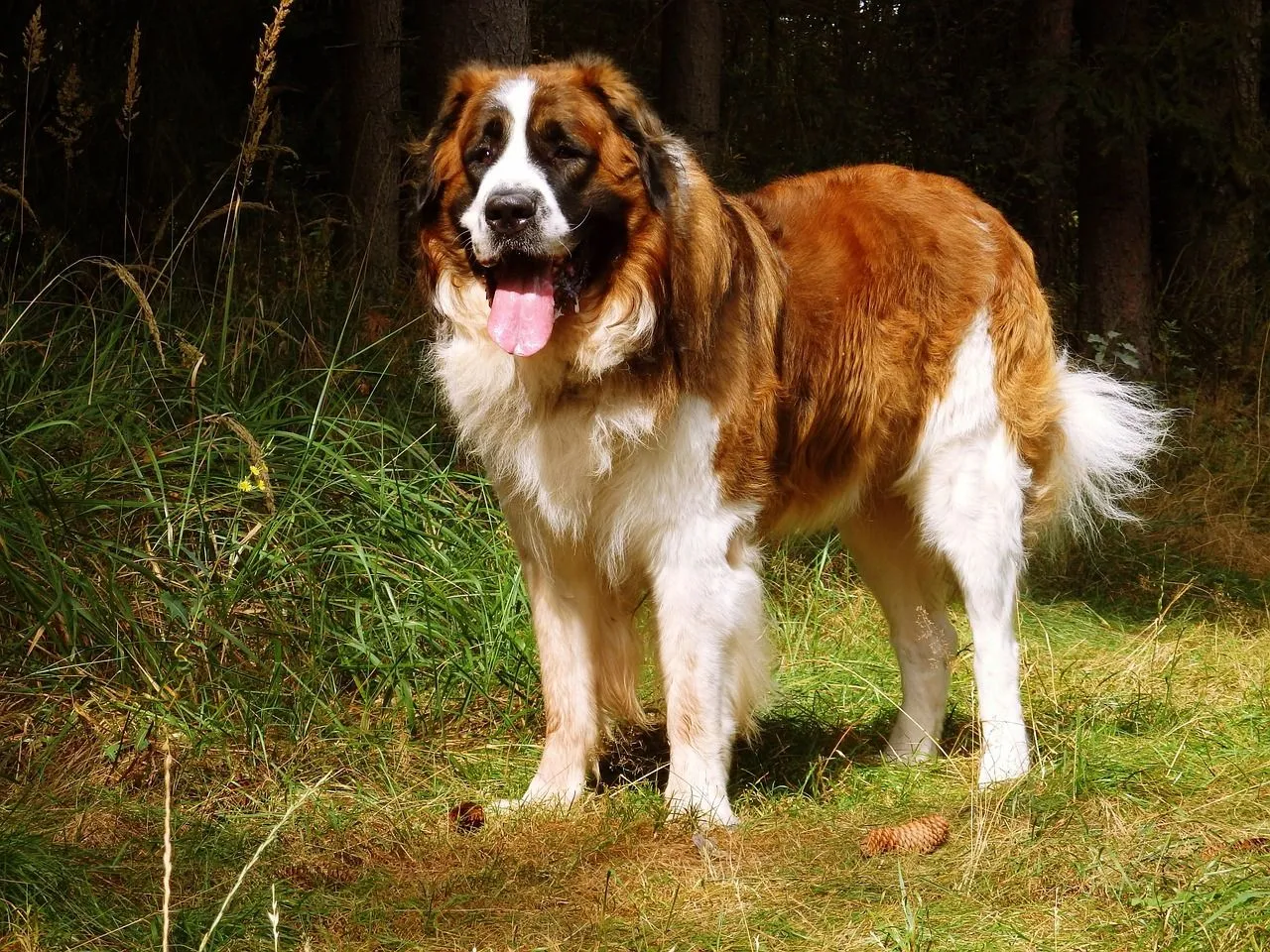 Large brown and white fluffy dog standing on grass in a wooded area, panting