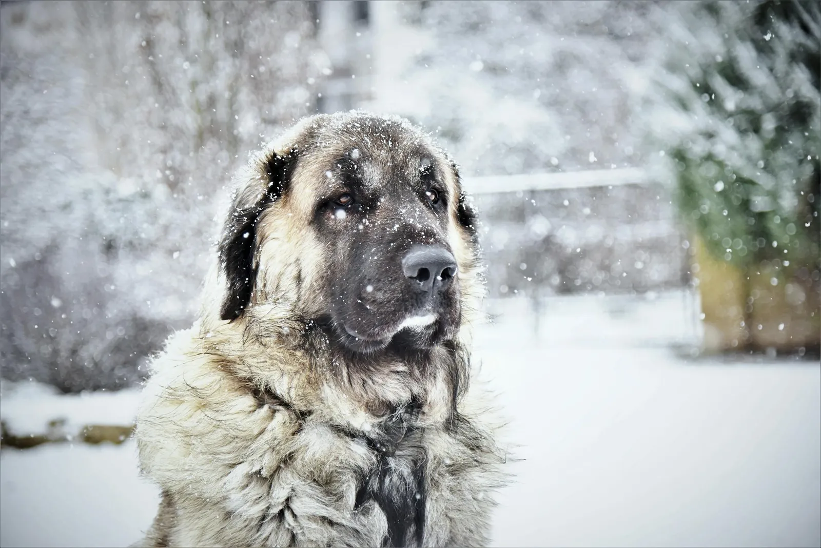 Large fluffy grey and tan dog covered in snow, standing outdoors during snowfall