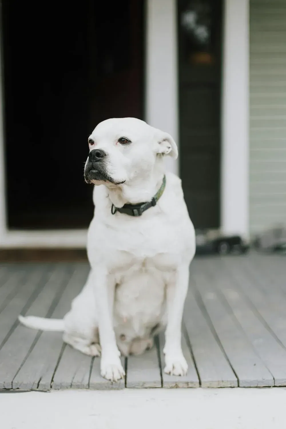 White bulldog-type dog wearing a collar, sitting on a wooden porch