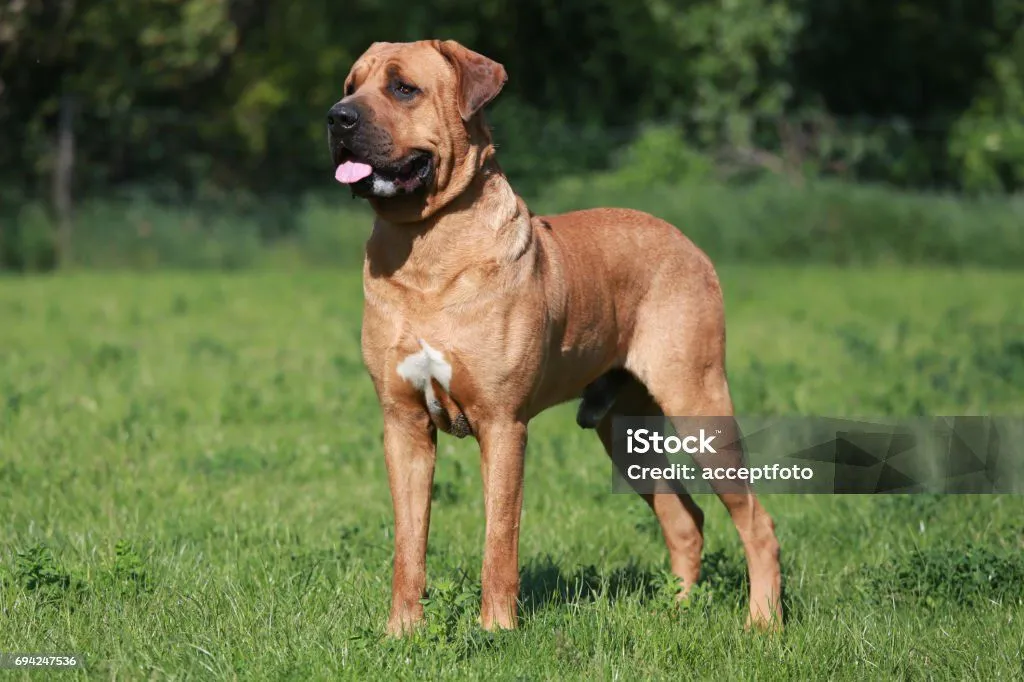 Large tan mastiff-type dog standing in a grassy field with tongue out