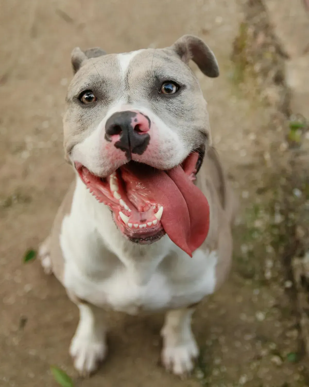 Grey and white pitbull-type dog panting with tongue out on dirt ground