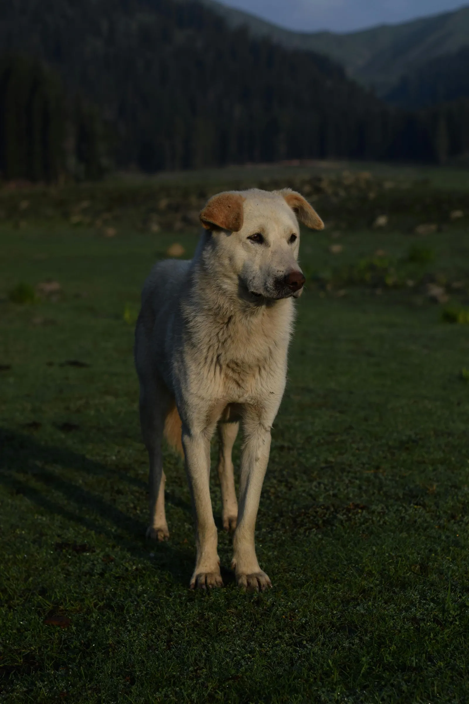 White dog with tan-tipped ears standing in a grassy field at dusk with mountains behind