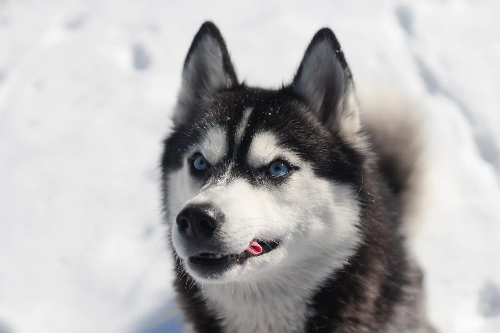 Thick-coated northern dog outdoors in warm light