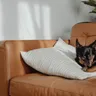  Dog Breeds for Apartments in India: Flat Care Shortlist
