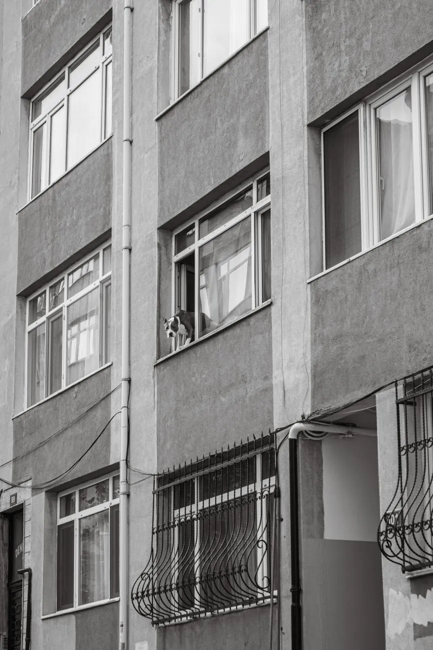 Dog waiting near an apartment building entrance