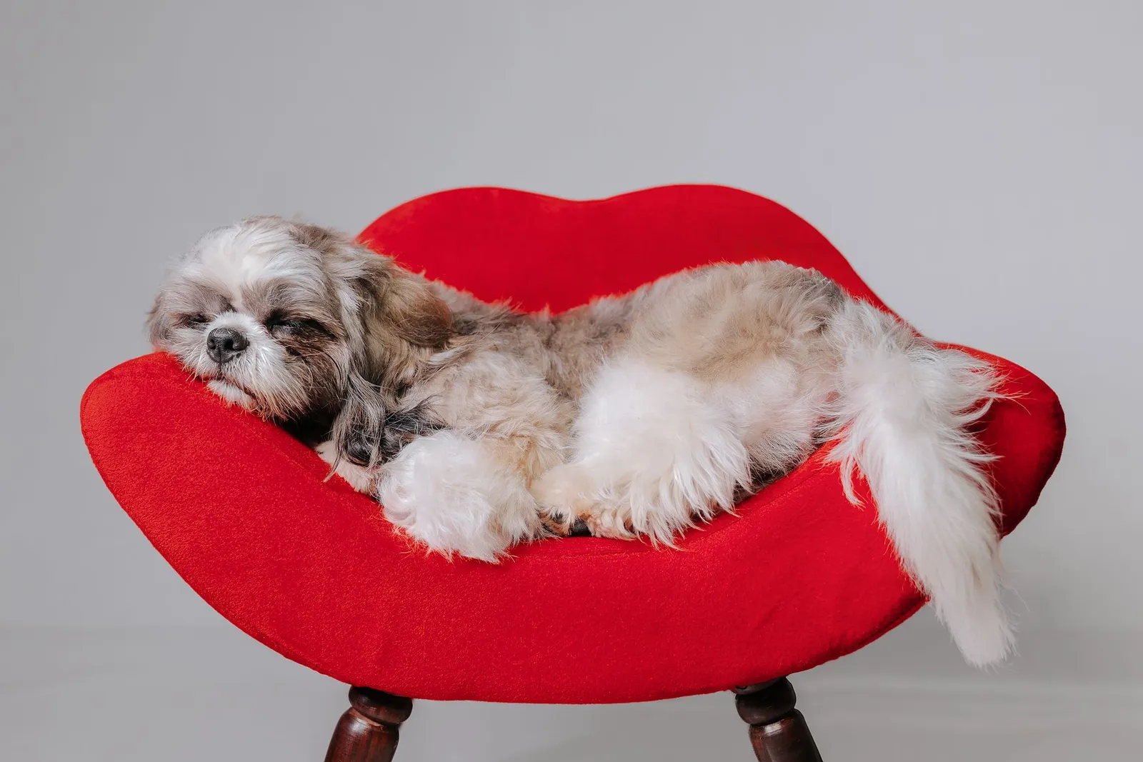 Small companion dog sitting indoors on a cushion