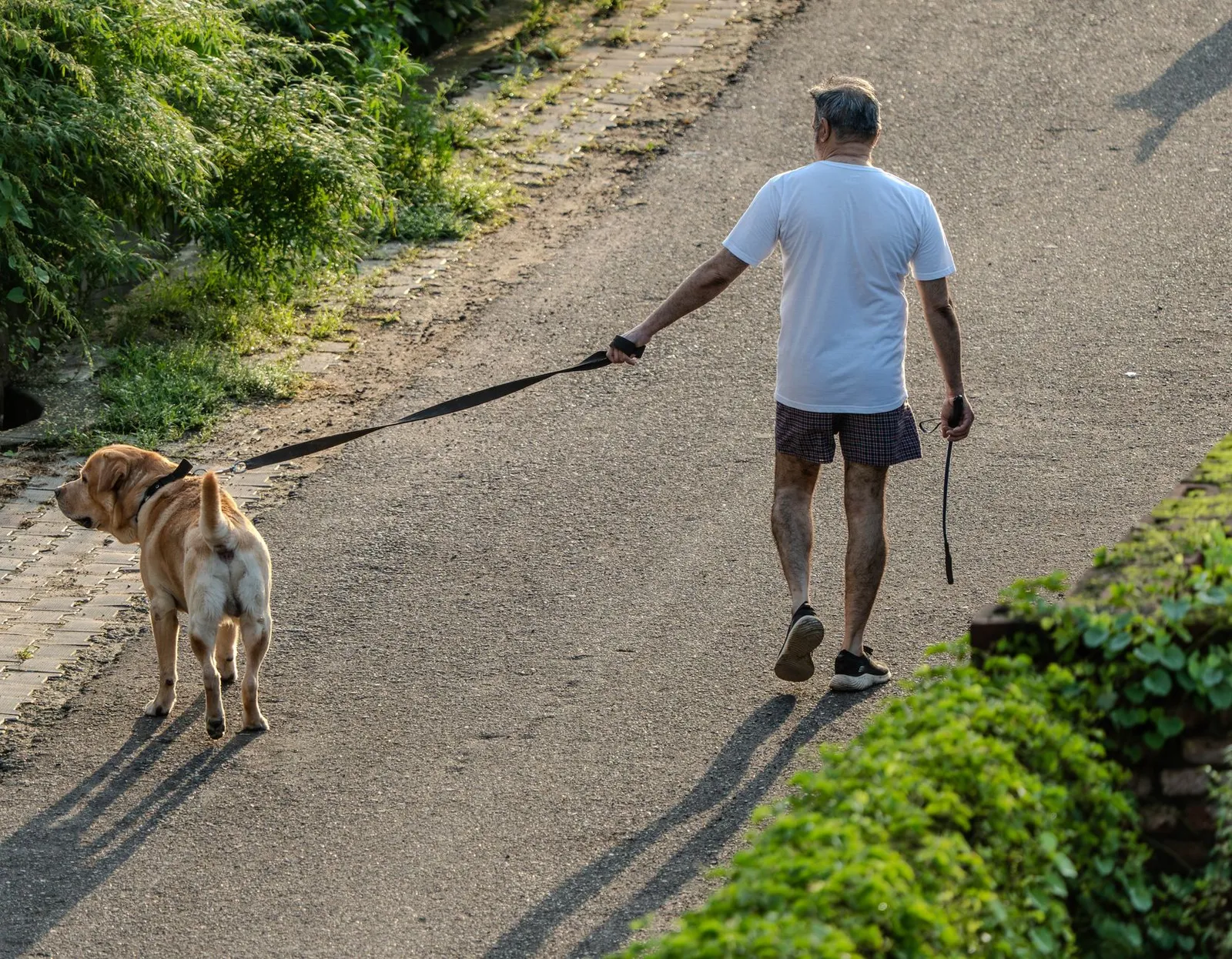 Labrador on a leash during an evening walk