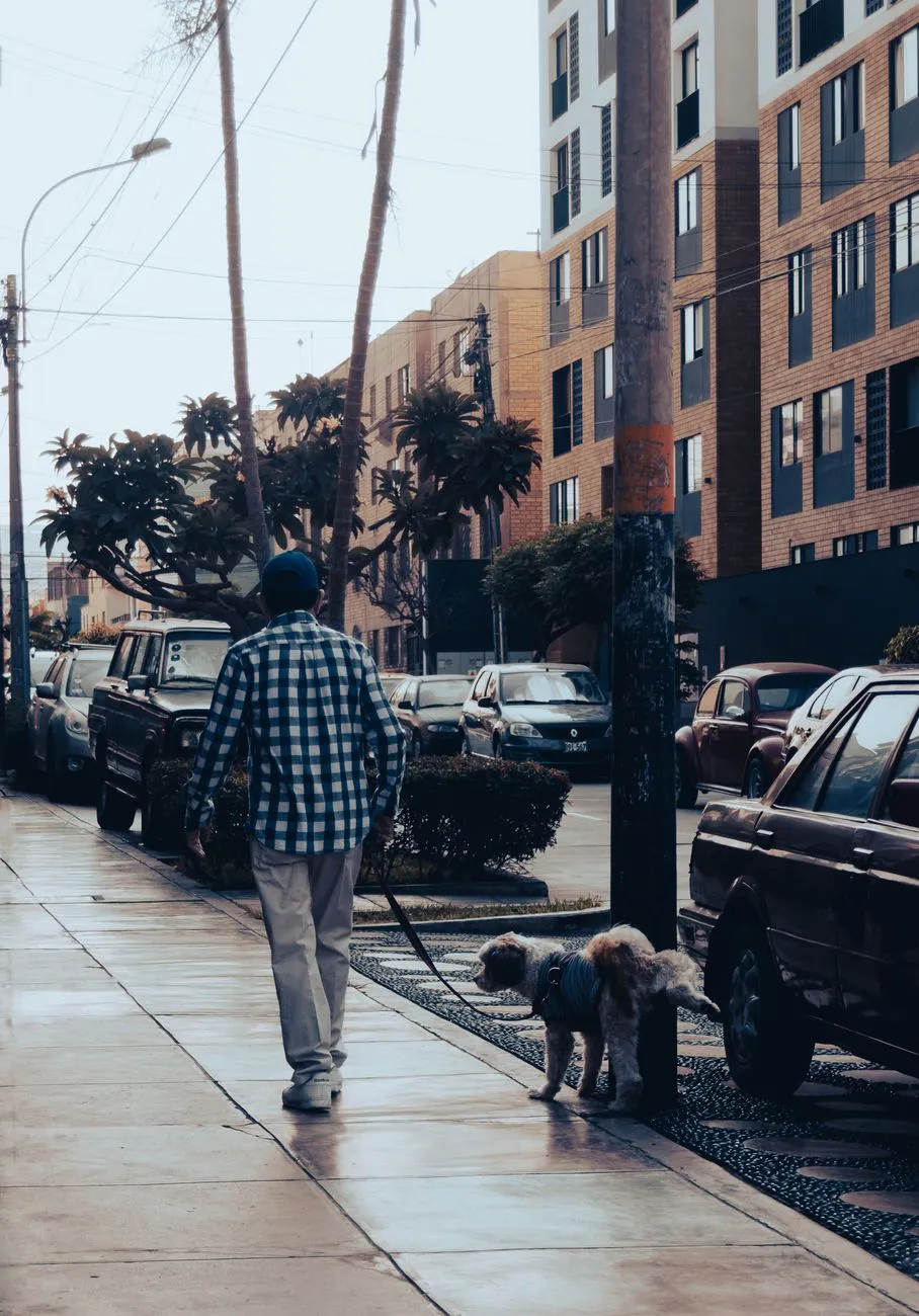 Person walking a dog on a city sidewalk