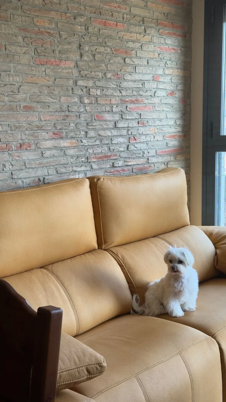 Small dog sitting on a beige sofa indoors
