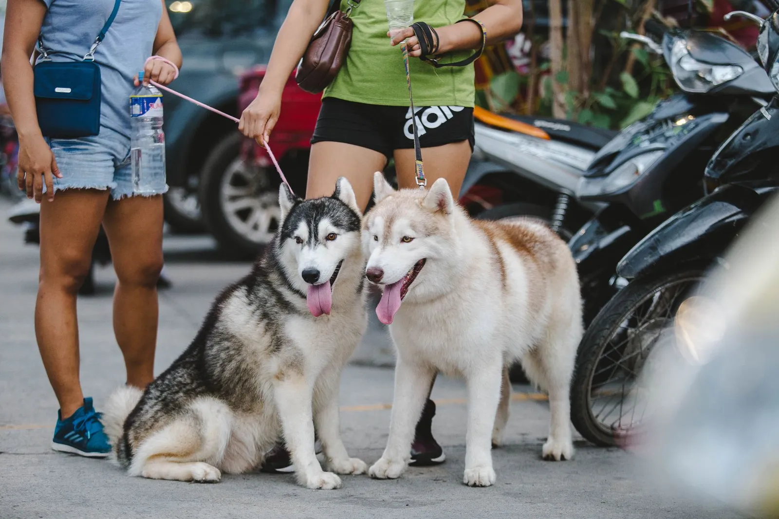 Thick-coated northern dogs outdoors in warm light