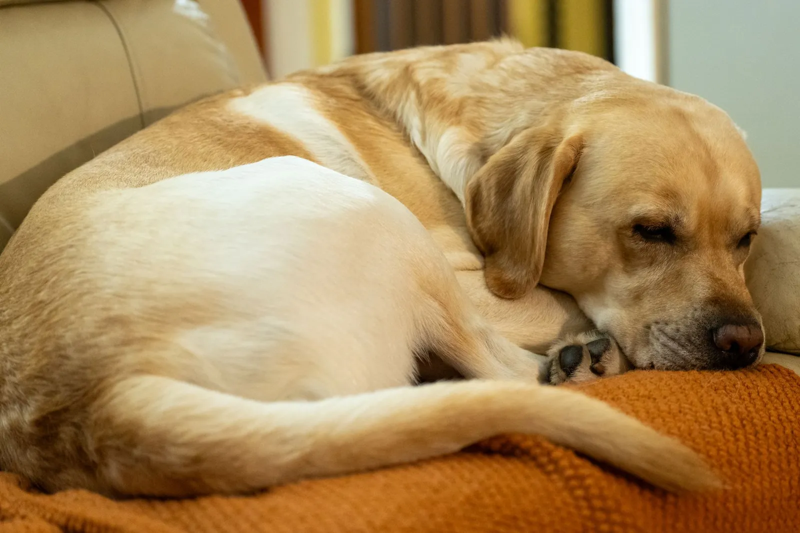 Labrador retriever sleeping on a sofa at home