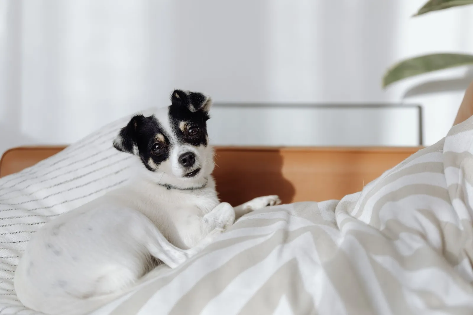 What Home Remedy Can I Give My Dog for Coughing Tonight