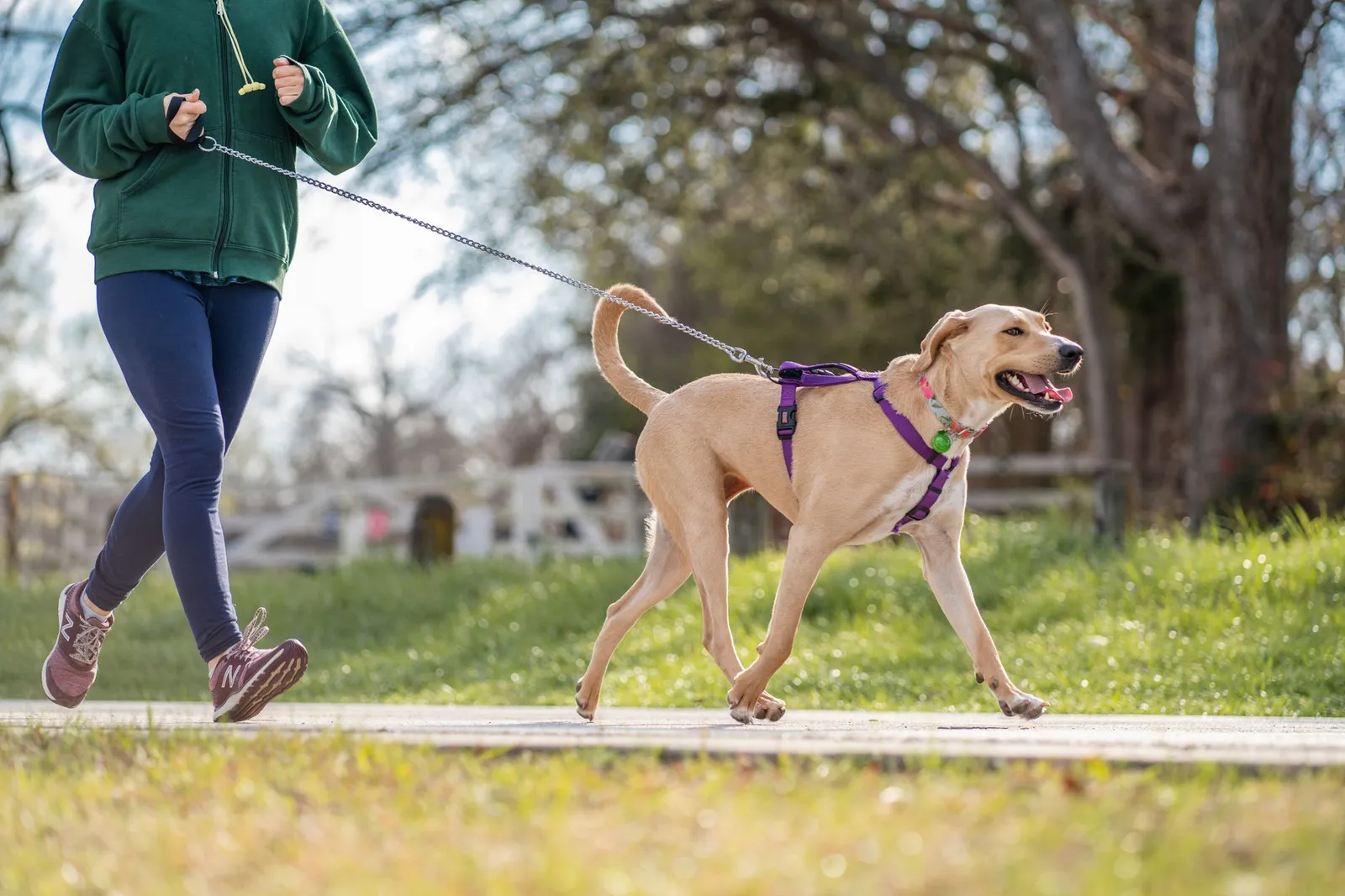 Dog walking on a harness instead of a collar