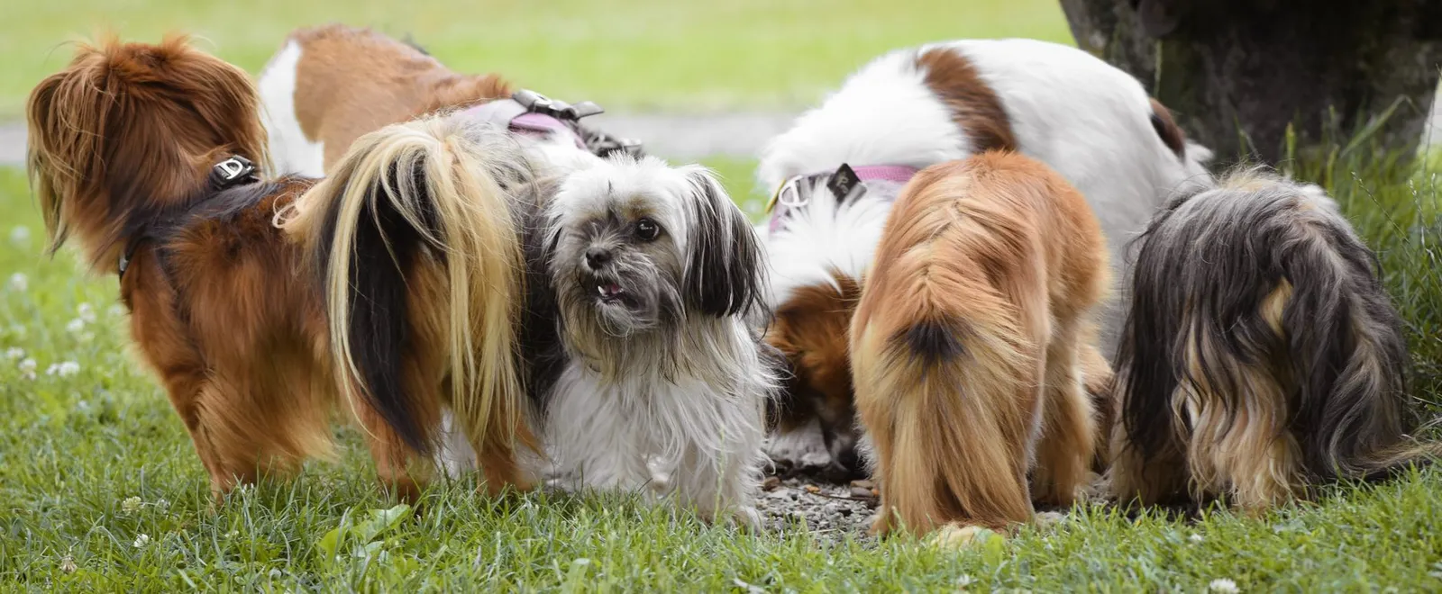 Dogs gathered outdoors where respiratory germs can spread