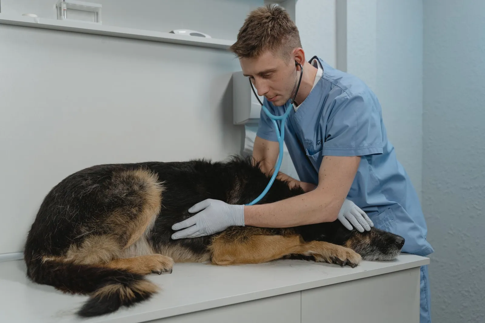 Veterinarian listening to a dogs chest with a stethoscope