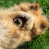 Dog Dandruff: Causes, Symptoms, and Effective Treatments