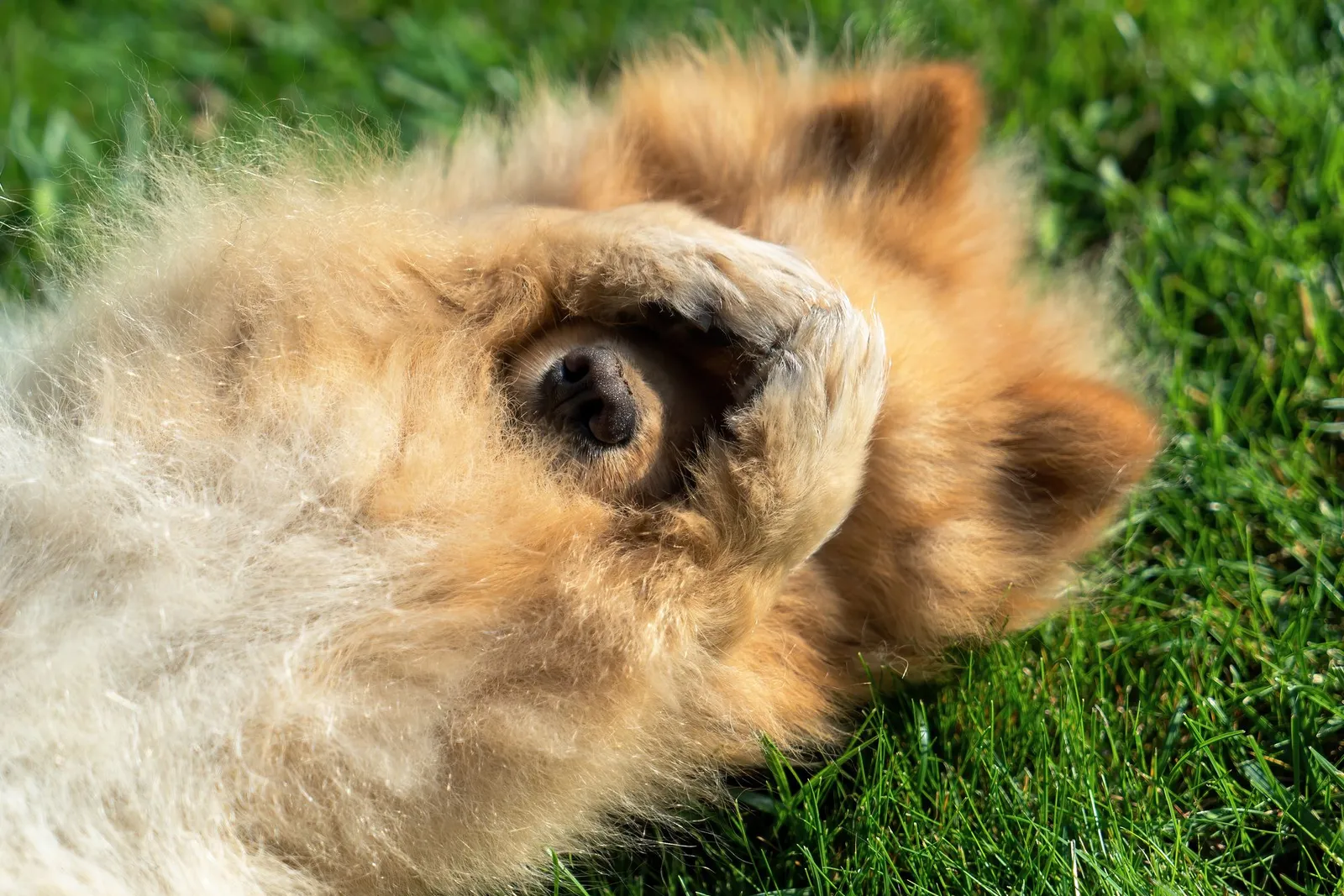 Dog Dandruff: Causes, Symptoms, and Effective Treatments