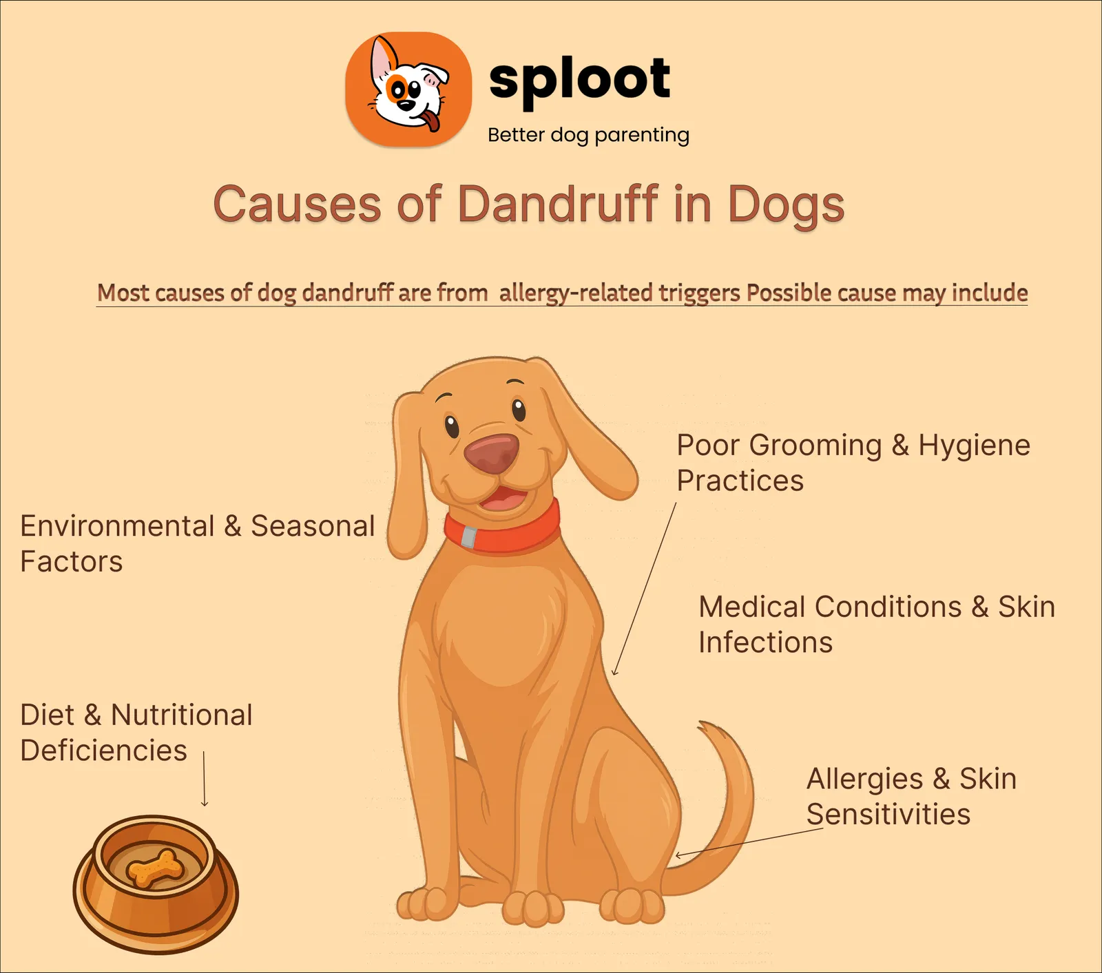 Sploot graphic listing five causes of dog dandruff around a cartoon dog