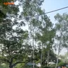 Doggy's Days Out at Kamla Nehru Ridge: Delhi’s Top Outdoor Spot