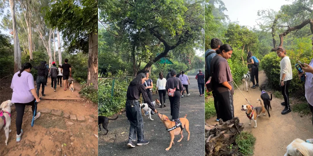 Pet parents walking their dogs together along a tree-lined trail at the park
