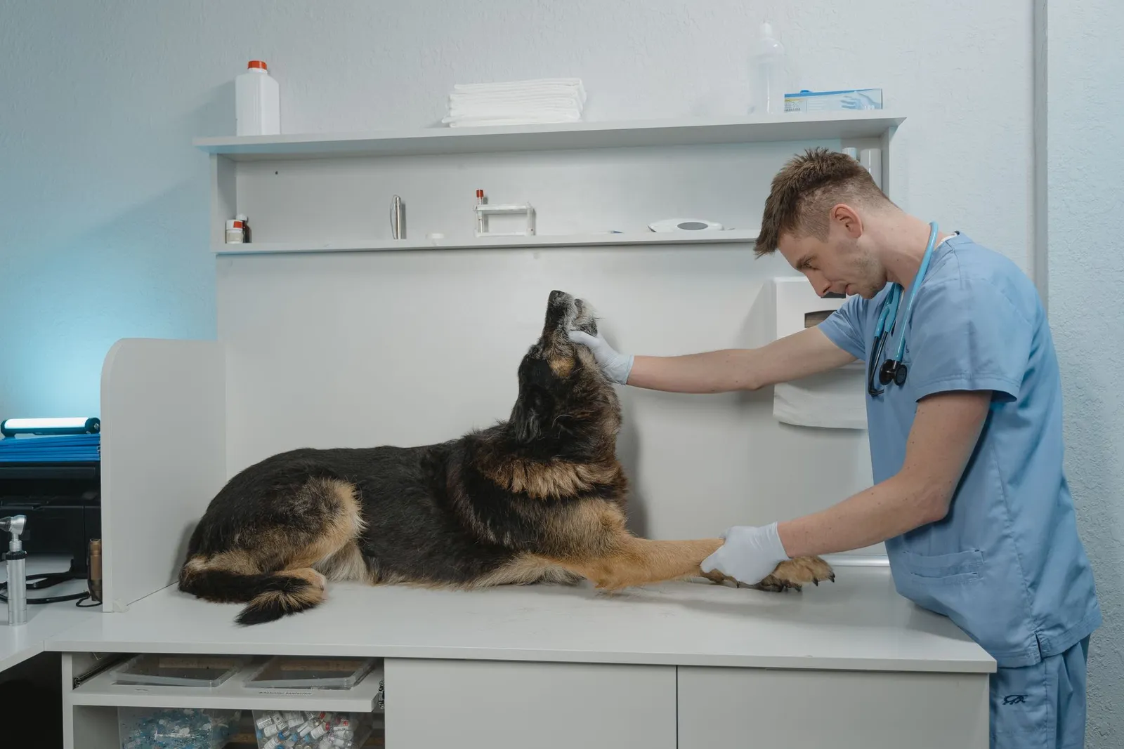 Deworming Schedule for Dogs: Puppy-to-Adult Chart Guide