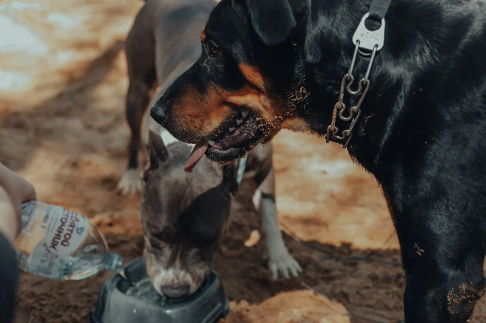 Dogs drinking water outdoors after activity