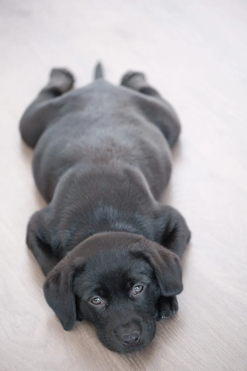 Young puppy lying on a wooden floor at home