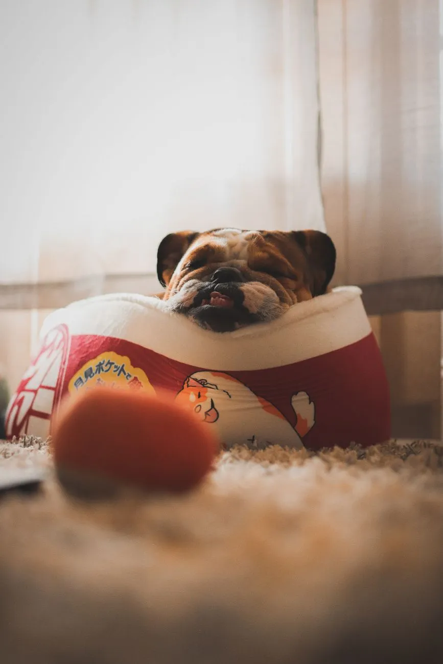 Tired dog sleeping in a soft bed indoors