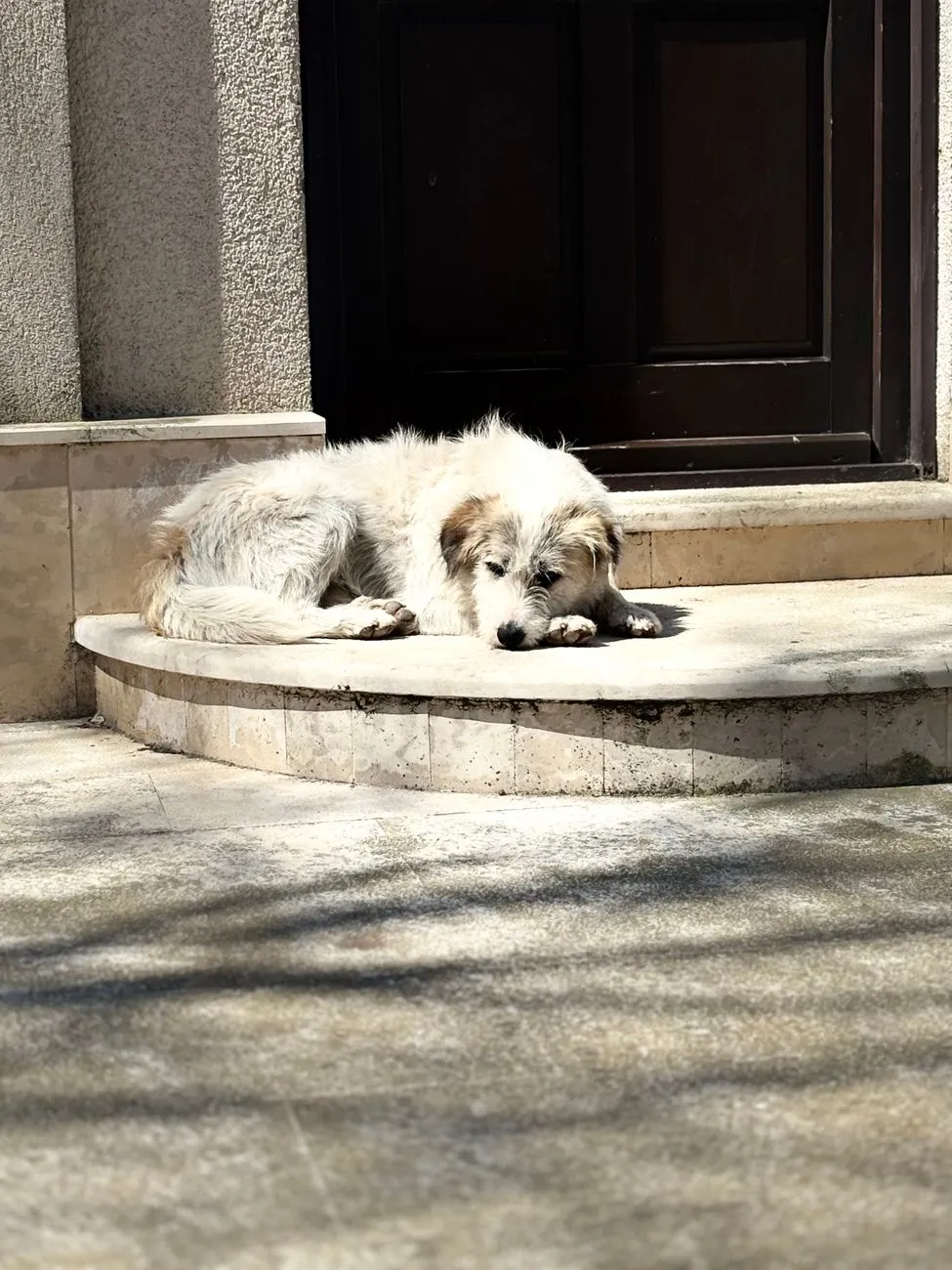 Calm dog resting on outdoor steps between routine care days