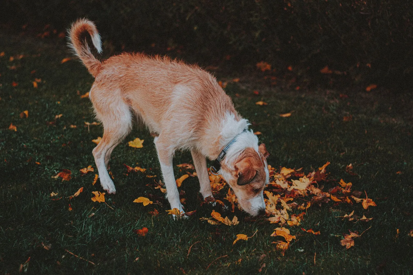 Dog sniffing grass and leaves outdoors