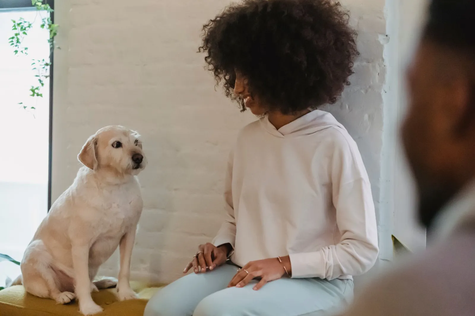 Dog parent watching a lethargic dog on the sofa