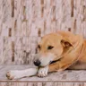 What Home Remedy Can I Give My Dog for Diarrhea Tonight