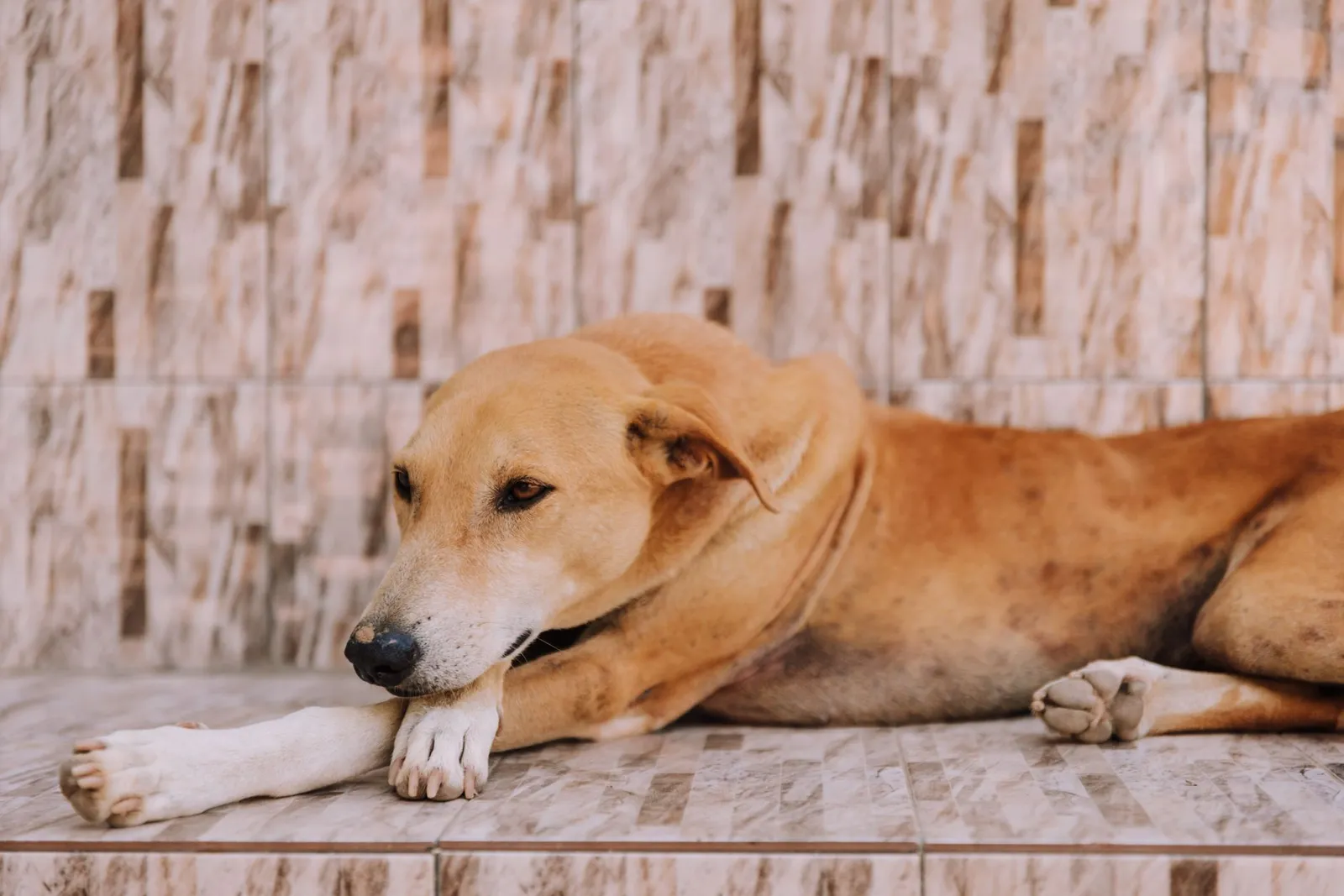 What Home Remedy Can I Give My Dog for Diarrhea Tonight