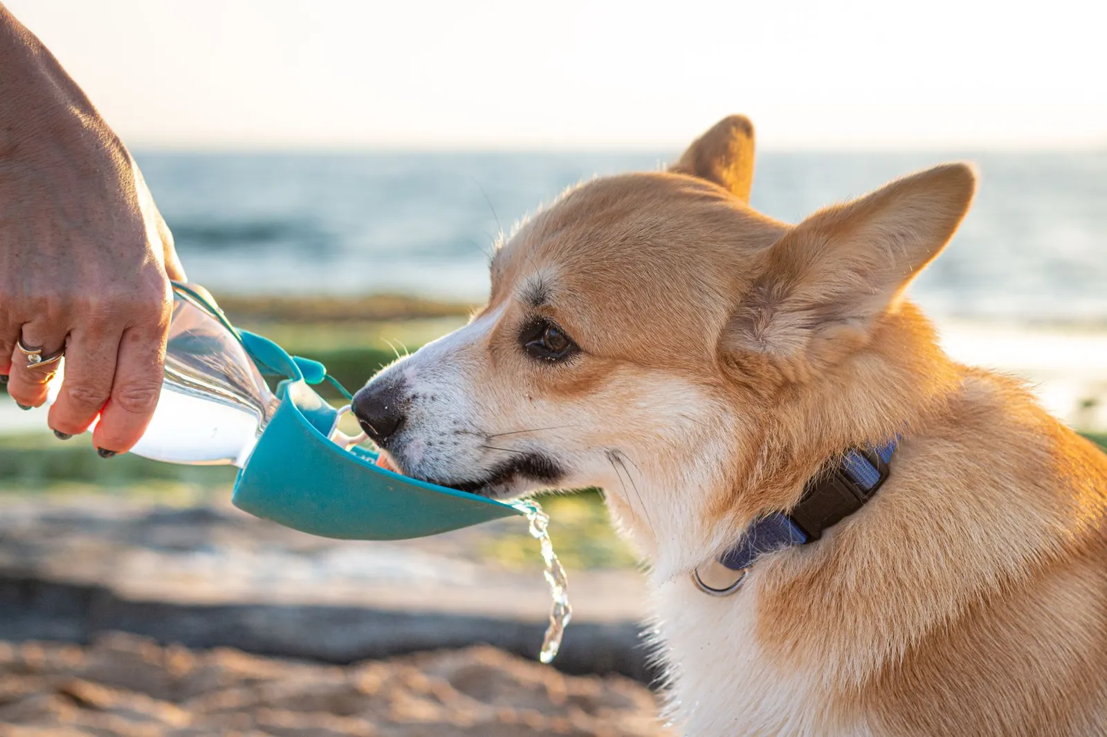 Fresh water in a dog bowl during diarrhea recovery