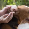 Dog Ear Wax Color Chart & Healthy Ear Care Guide