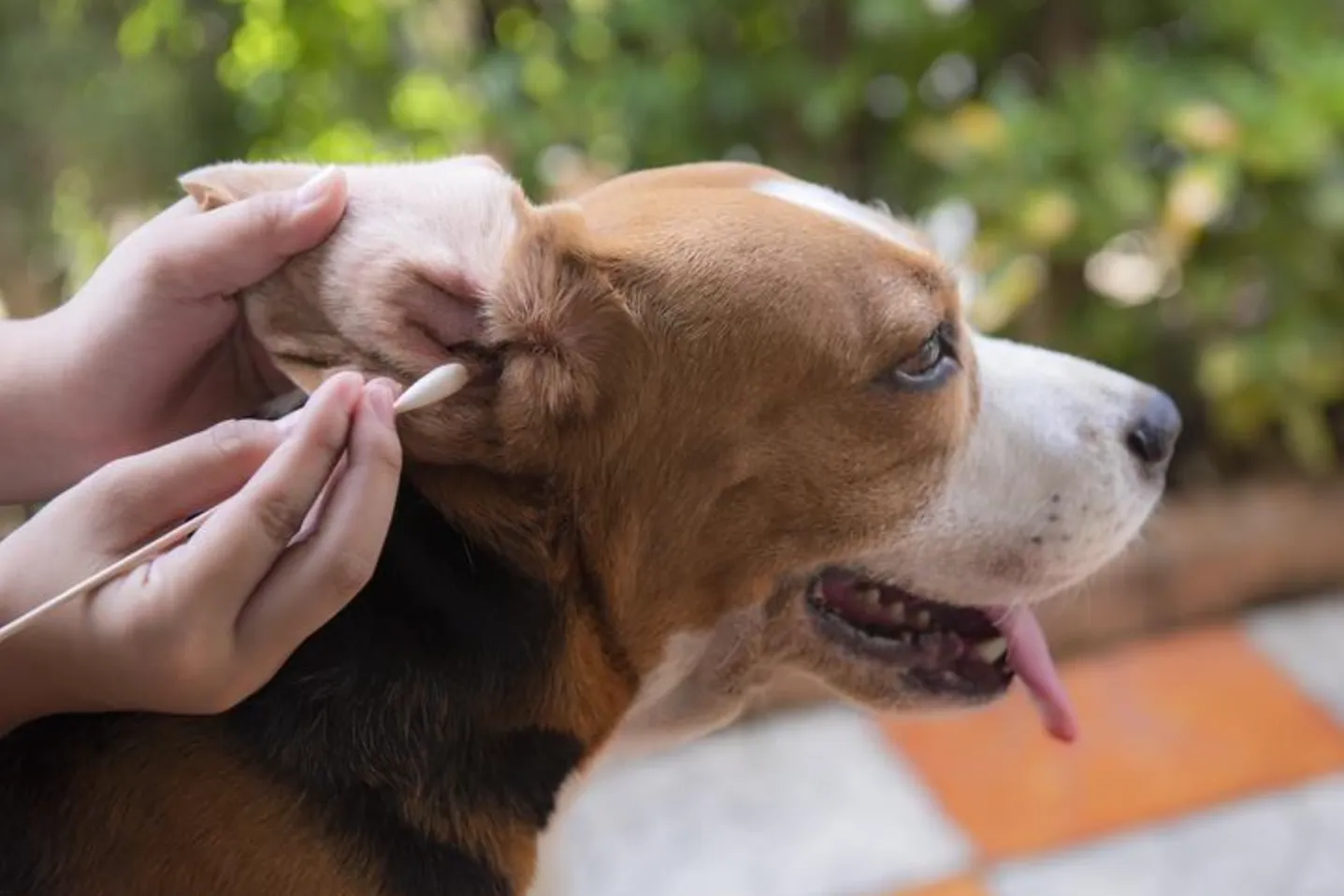 Dog Ear Wax Color Chart & Healthy Ear Care Guide