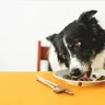Dog Food Chart: A Complete Guide for Wholesome Meals