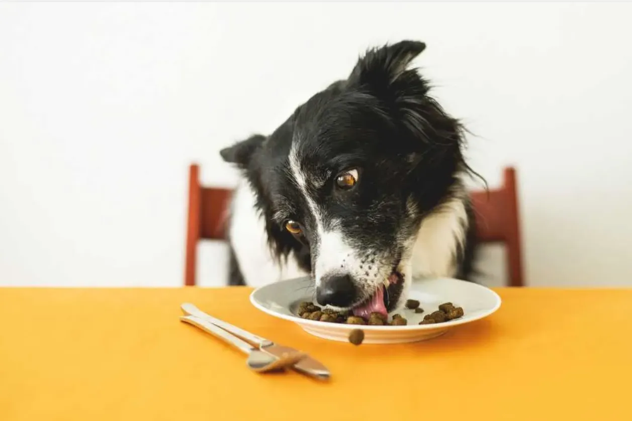 Dog Food Chart: A Complete Guide for Wholesome Meals