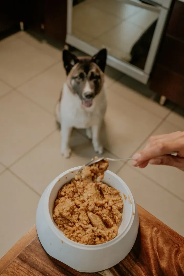 Dog turning away from a food bowl on the floor